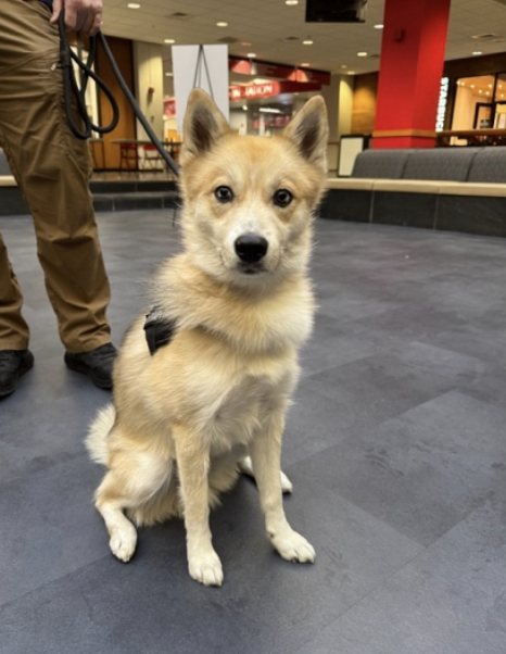 SIUE PD K9 Chase
