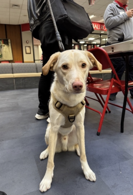 SIUE PD K9 Max
