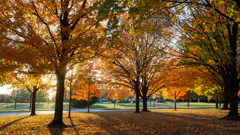 SIUE on a fall day.
