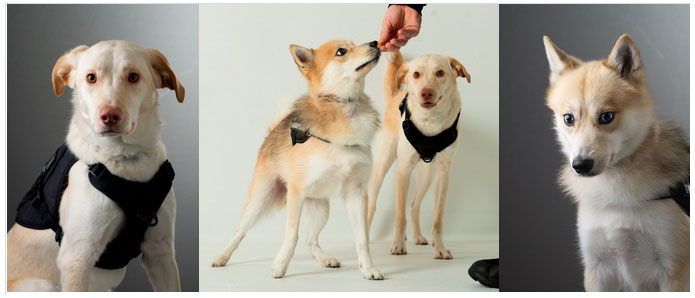 Three photos in a row featuring Portraits of Officers Max and Chase, K9 therapy dogs. Max is a blonde Labrador mix with a pink nose and floppy ears. Chase is Pomeranian and husky mix with upright ears