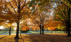 Fall at SIUE