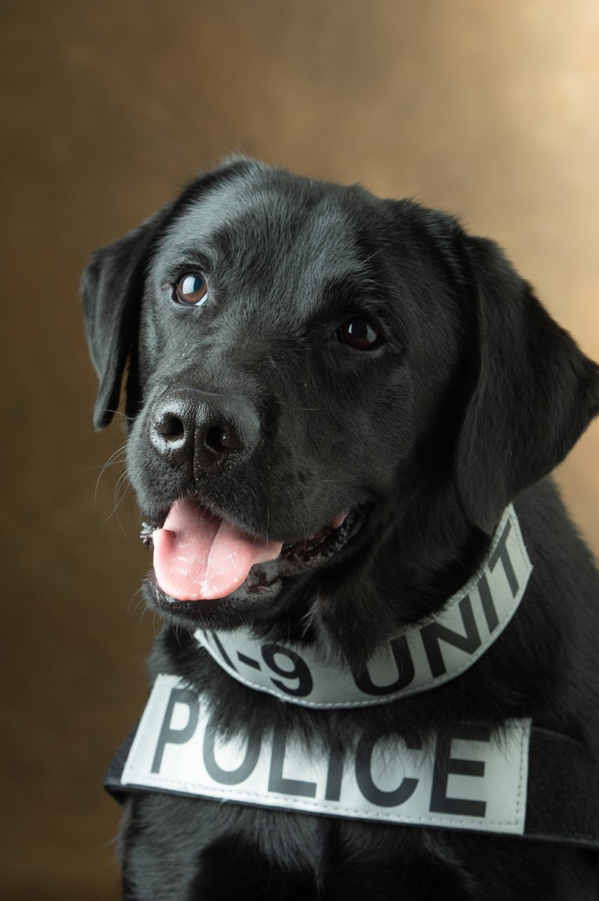 A portrait photo of K-9 Marshall, 102 