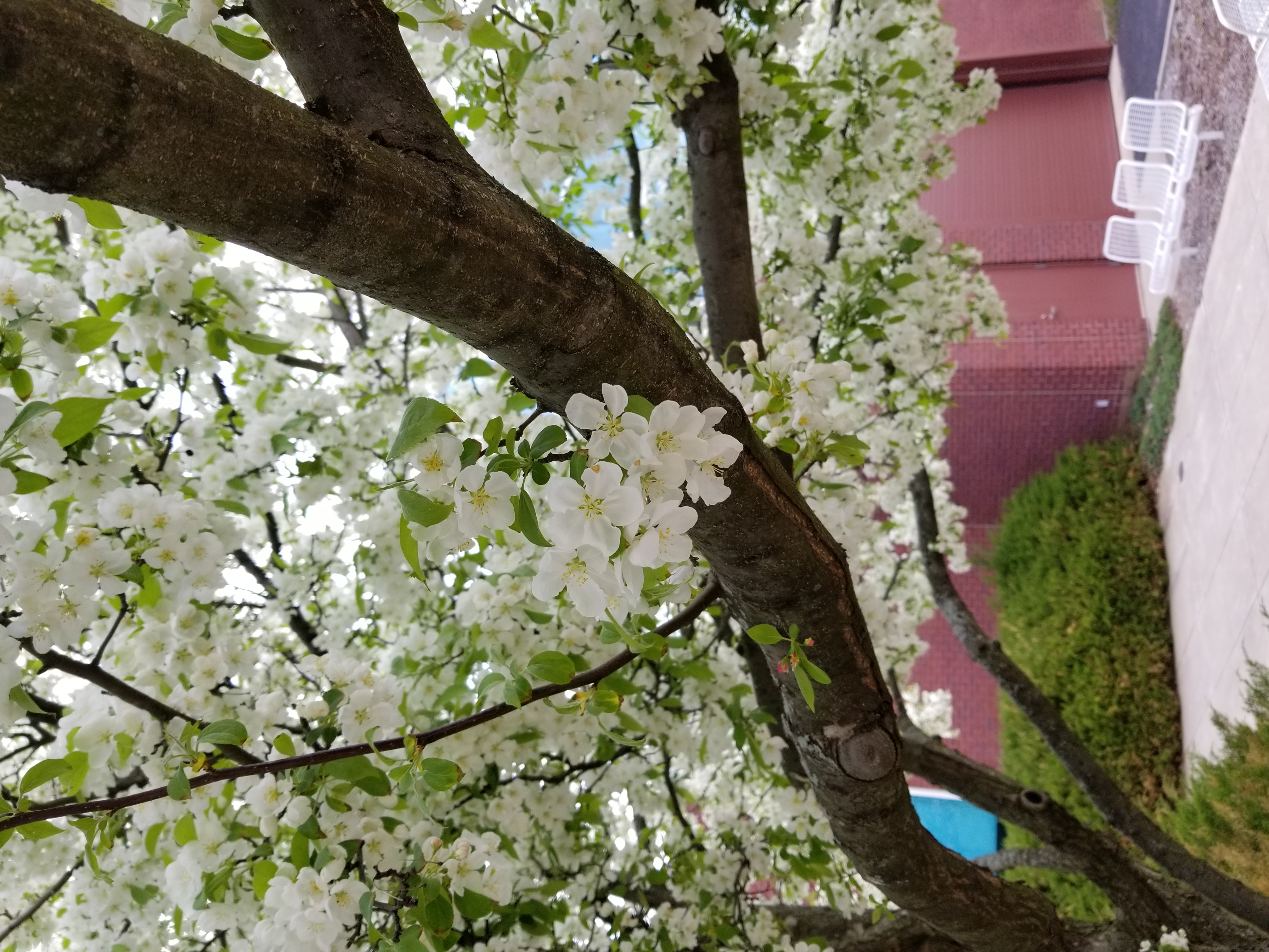 Spring flowers outside the engineering building on campus
