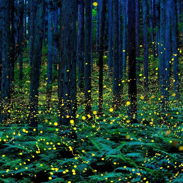 firefly sanctuary
