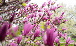 Purple and pink flowers at SIUE.